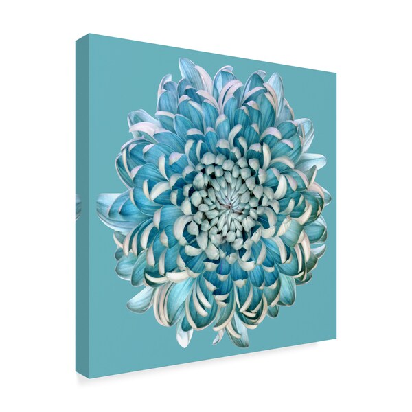 Brian Haslam 'Blue Chrysanthemum' Canvas Art,14x14